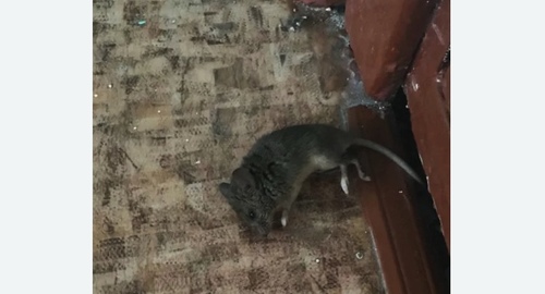 Дезинфекция от мышей в Николо-Урюпино
